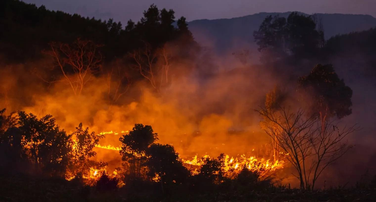 Forest Fire at Nighttime