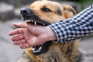 Perro mordiendo la mano de una persona