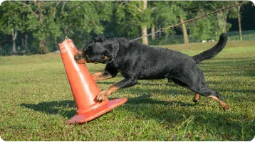 A black and tan dog on a leash bites and pushes an orange traffic cone on a grassy field, with trees in the background—perhaps practicing safety to help prevent car accidents before you need a personal injury attorney.