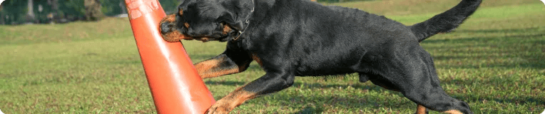 A black and brown dog pushes an orange traffic cone with its nose on a grassy field during the daytime, playfully unaware of how a personal injury attorney might view a hazard like this.