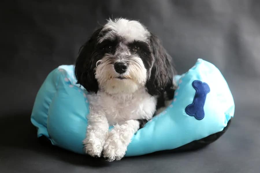Mascotas lesionadas en accidentes de auto