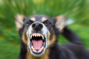 Aggressive barking dog showing its teeth