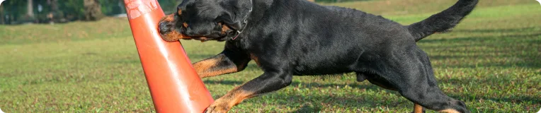 A black and brown dog pushes an orange traffic cone with its nose on a grassy field during the daytime, playfully unaware of how a personal injury attorney might view a hazard like this.