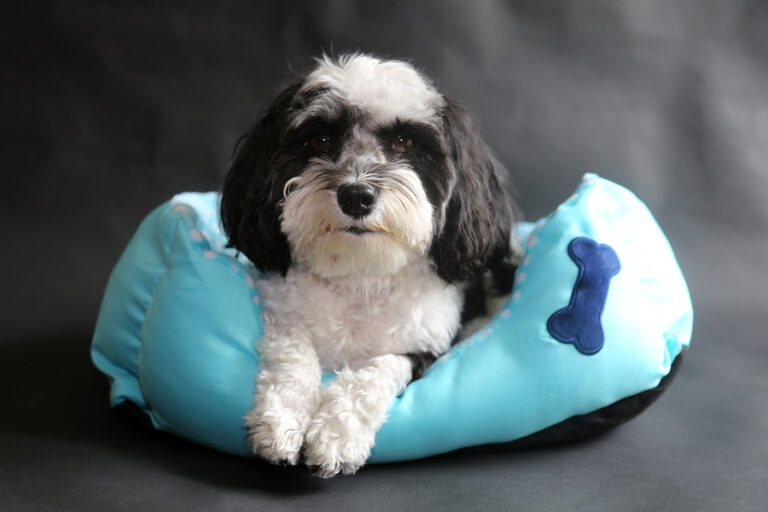 Black and White Havanese