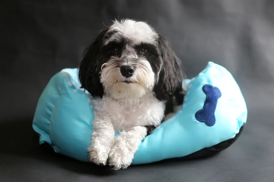 Black and White Havanese