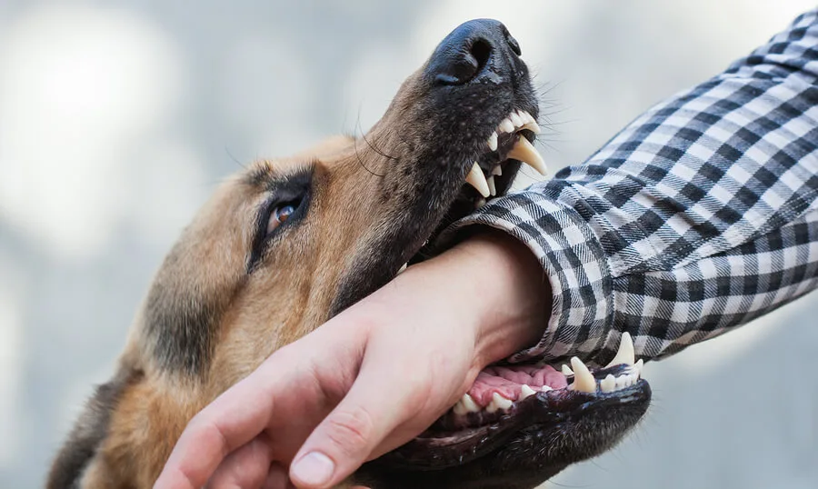Dog Biting Mans Arm
